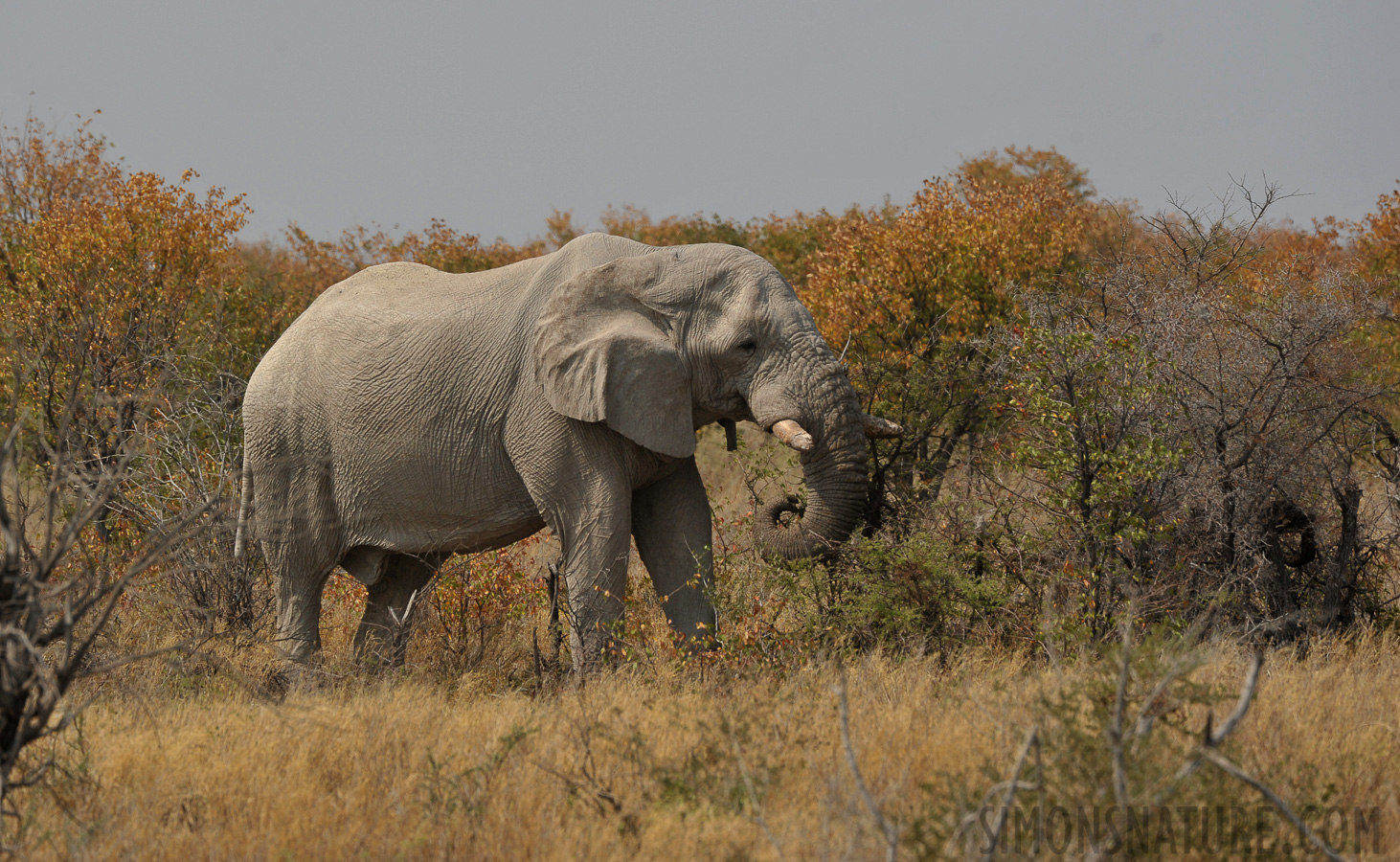 Loxodonta africana [400 mm, 1/1250 Sek. bei f / 8.0, ISO 400]